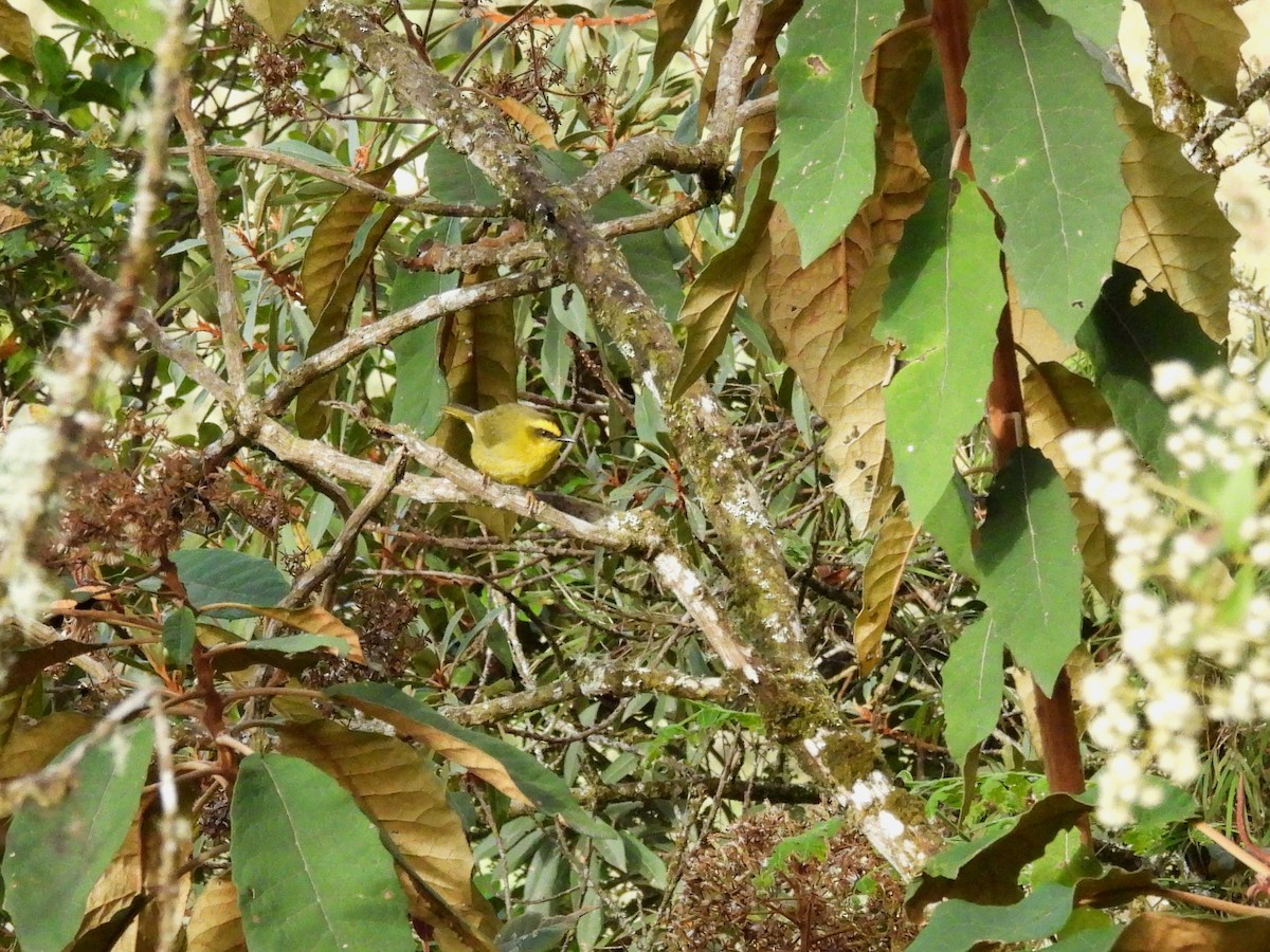 Citrine Warbler (Bolivian) - ML643553106