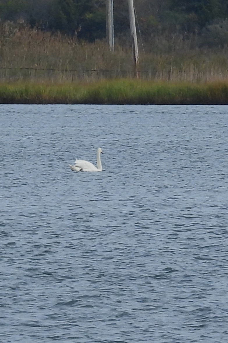 Mute Swan - ML643553107