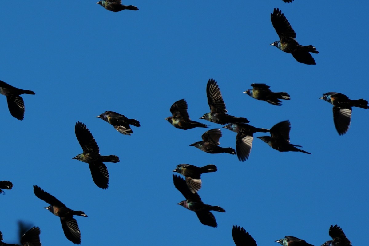 Common Grackle - ML643553108