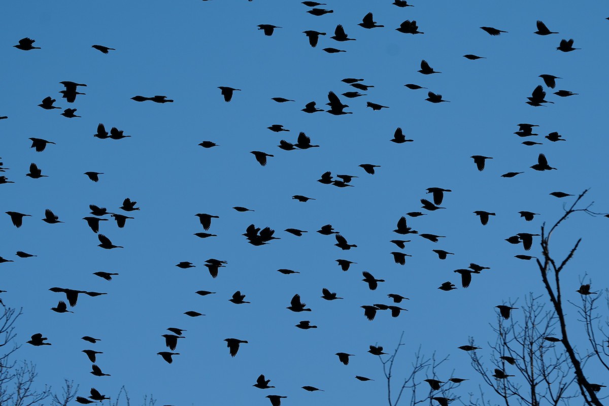 Common Grackle - ML643553109