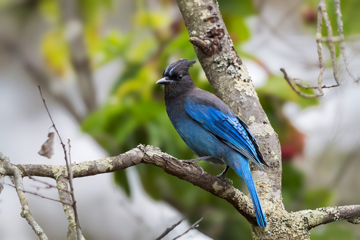 Steller's Jay - ML643553118
