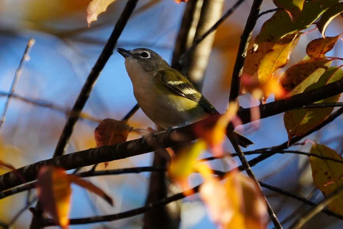 Mavi Başlı Vireo - ML643553122