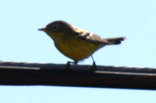 Magnolia Warbler - ML643553128