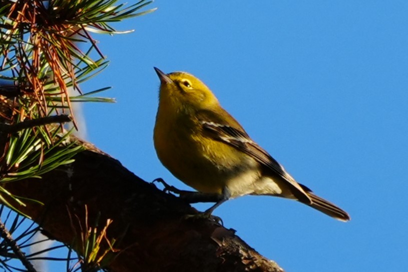 furuparula - ML643553134
