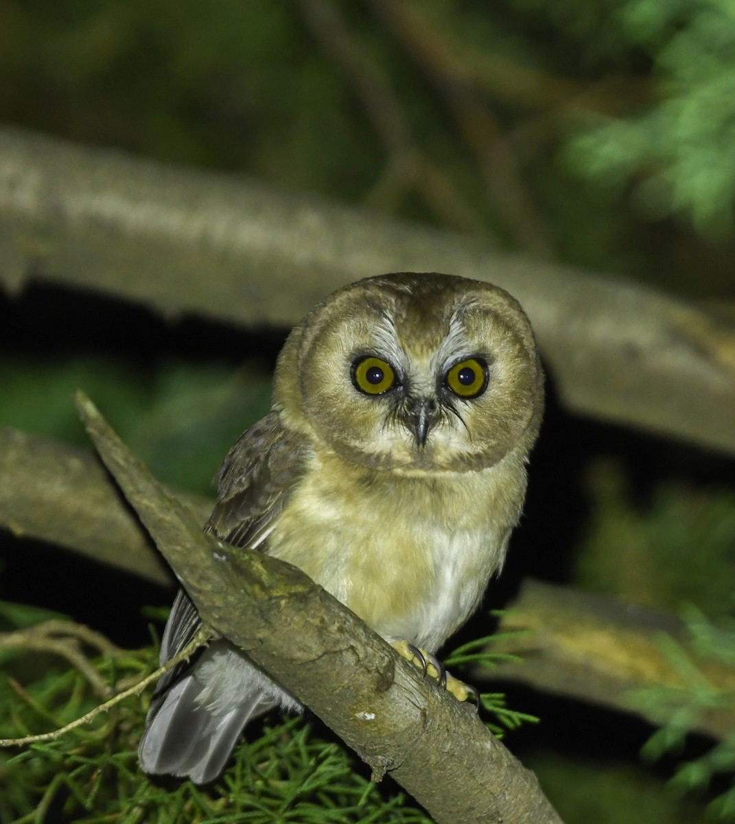 Ridgwaykauz - ML643553139