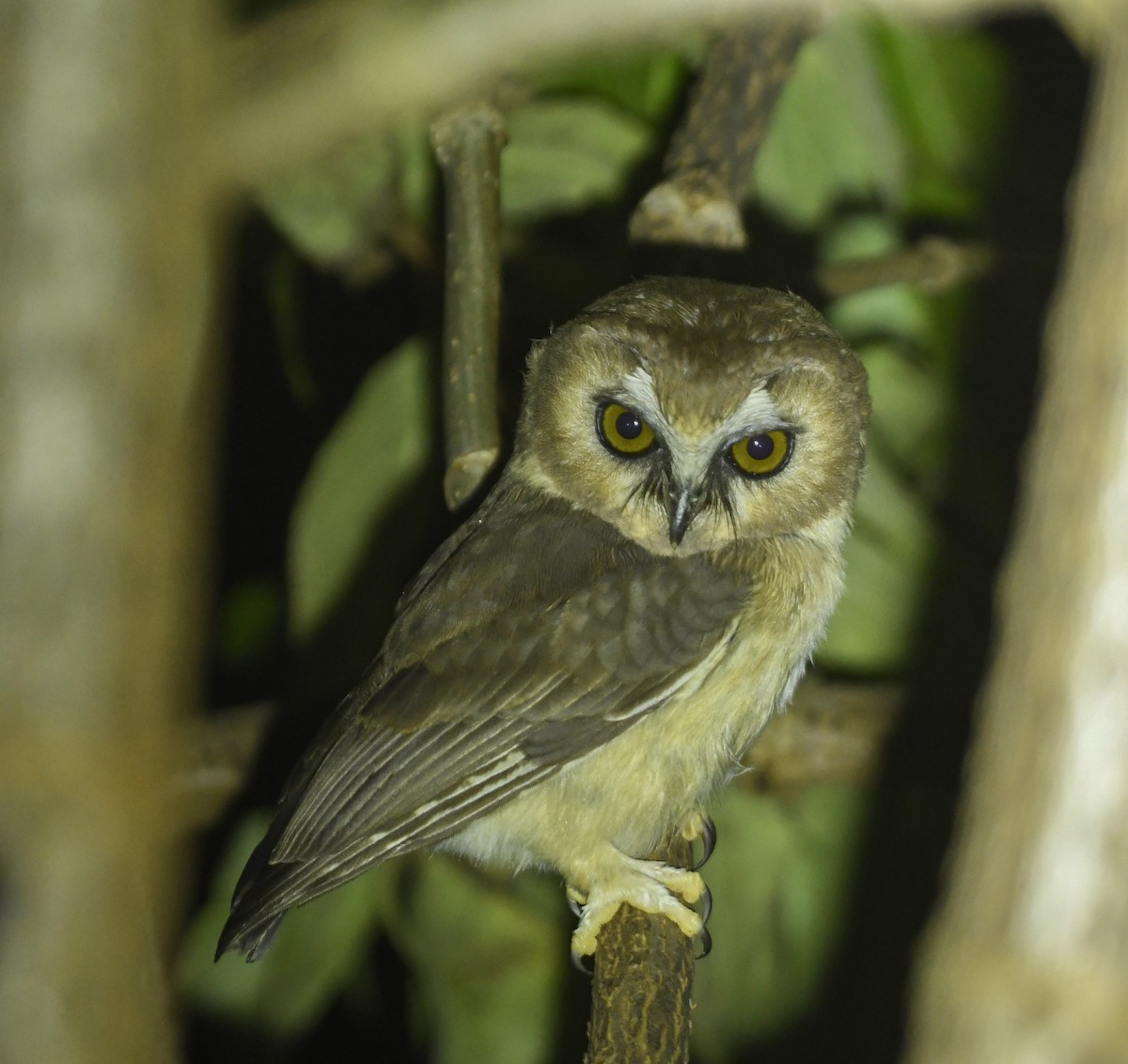 Ridgwaykauz - ML643553140