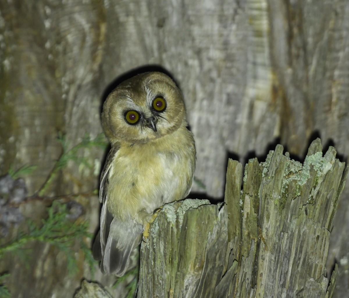 Ridgwaykauz - ML643553141