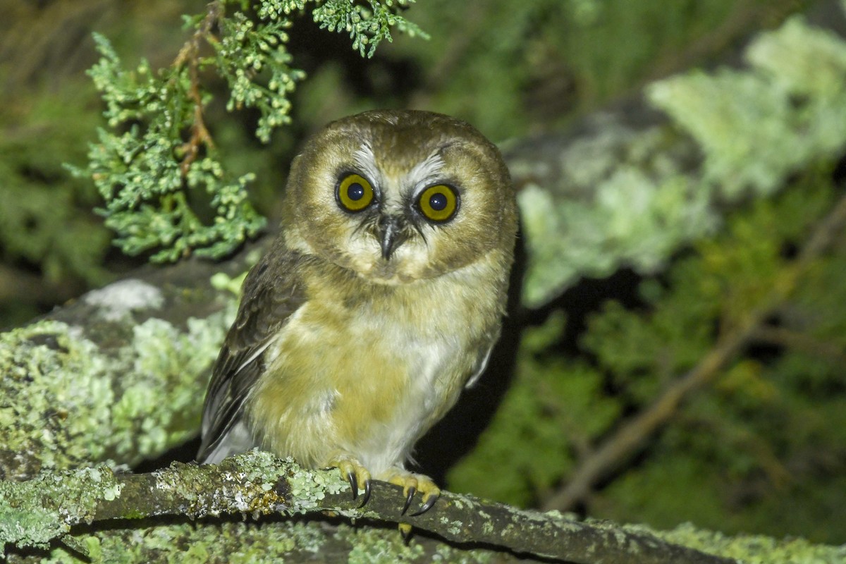 Ridgwaykauz - ML643553142