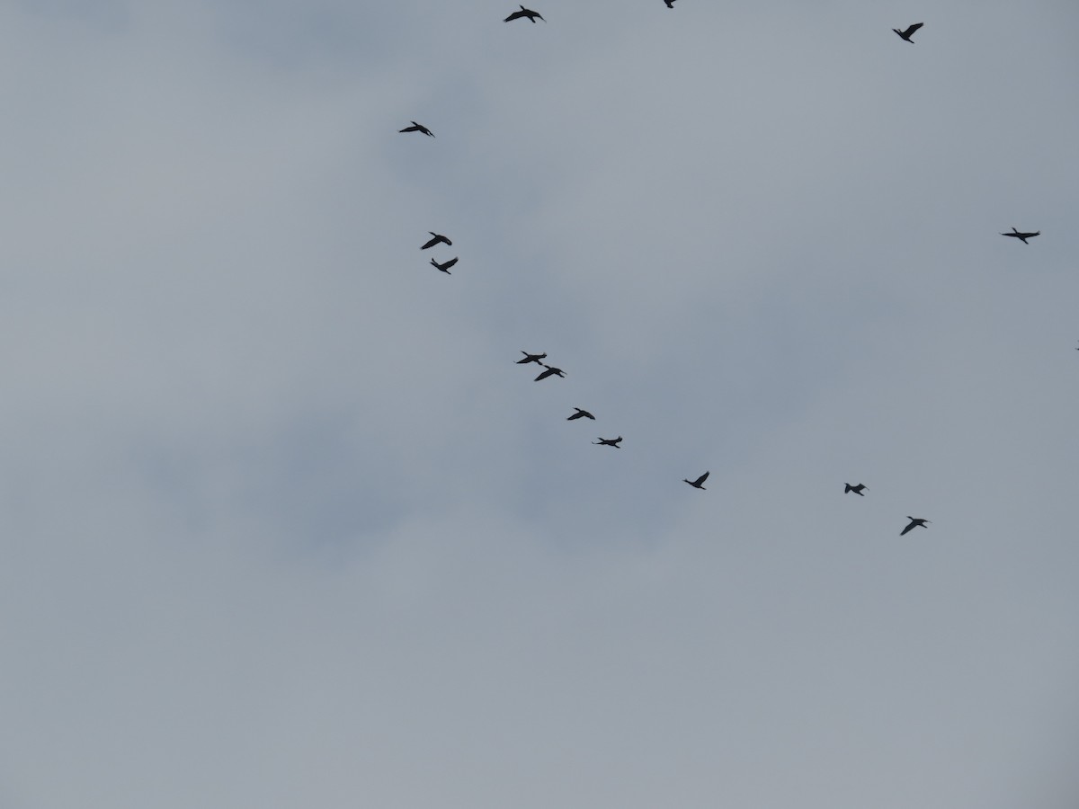 Double-crested Cormorant - ML643553148