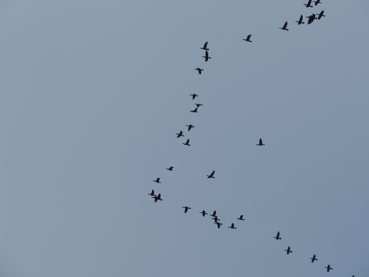 Double-crested Cormorant - ML643553149