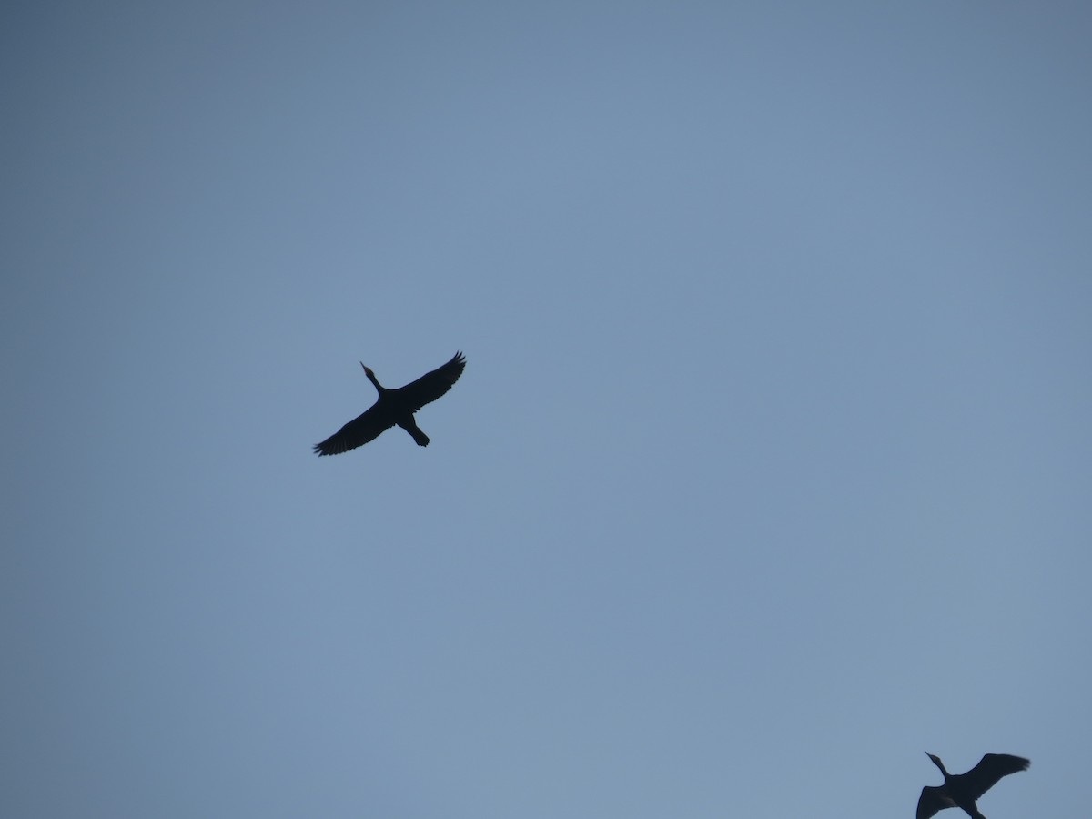 Double-crested Cormorant - ML643553151