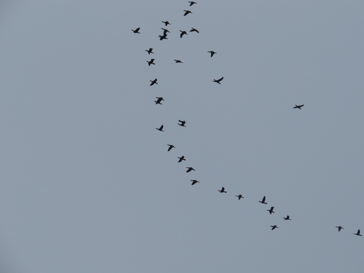Double-crested Cormorant - ML643553152