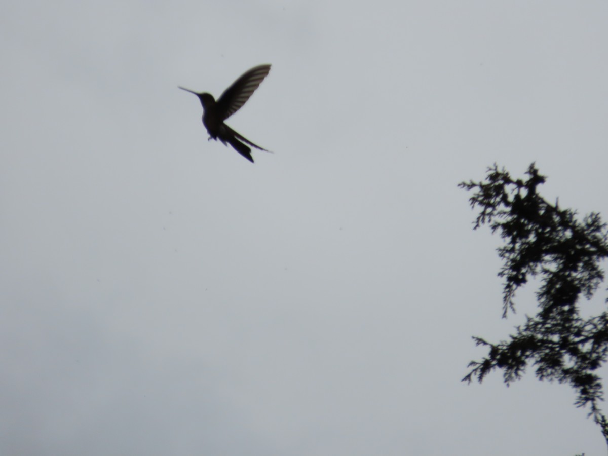 Riesenkolibri - ML643553154
