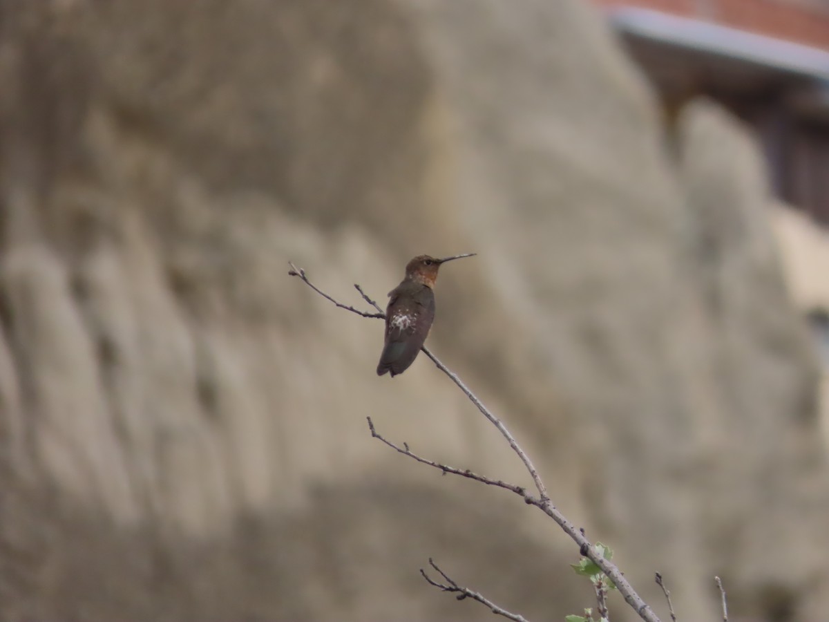 Riesenkolibri - ML643553158