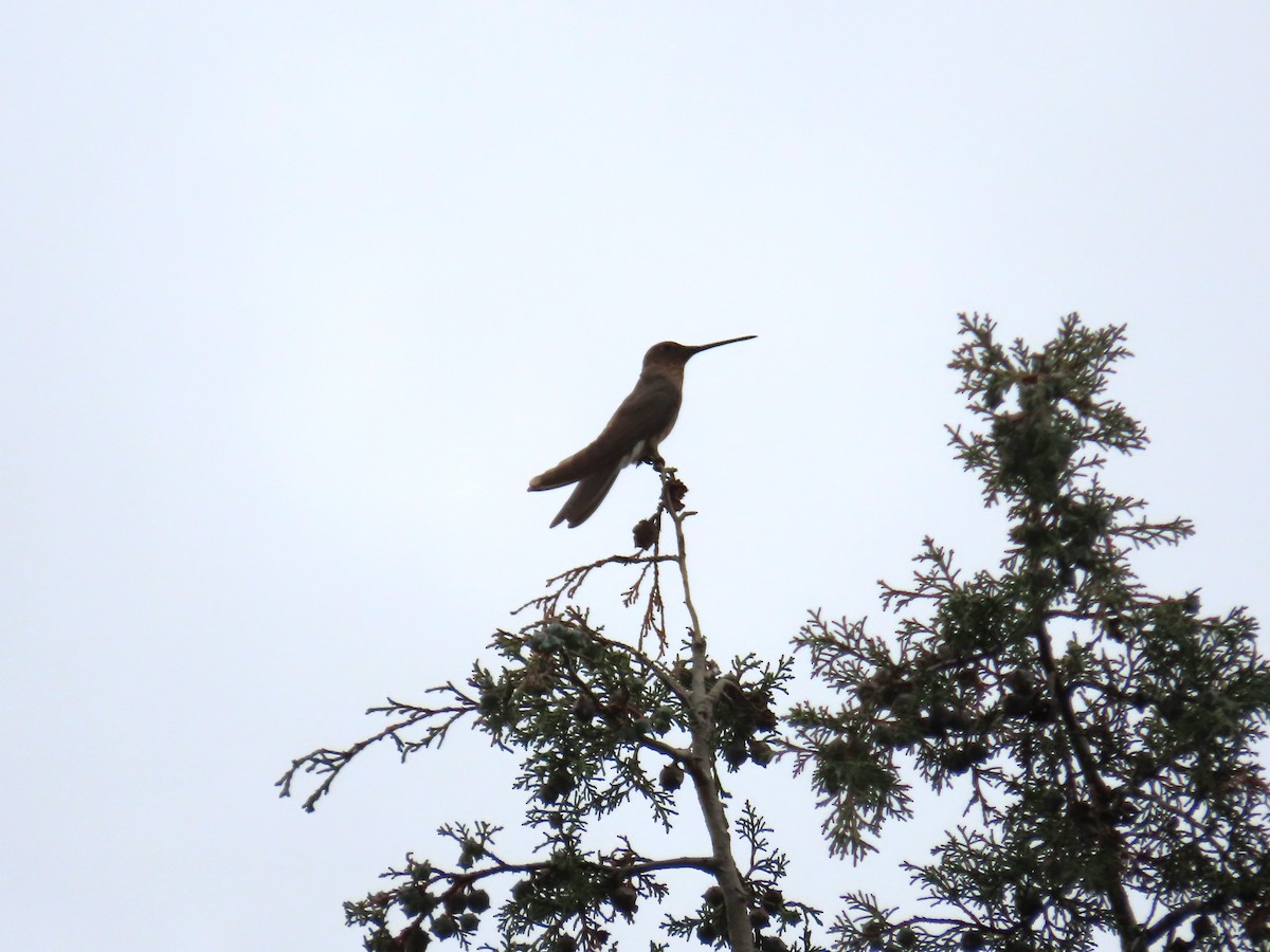 Giant Hummingbird - ML643553162