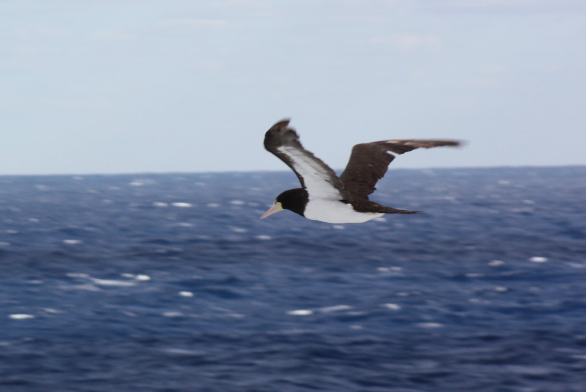 Brown Booby - ML643553174