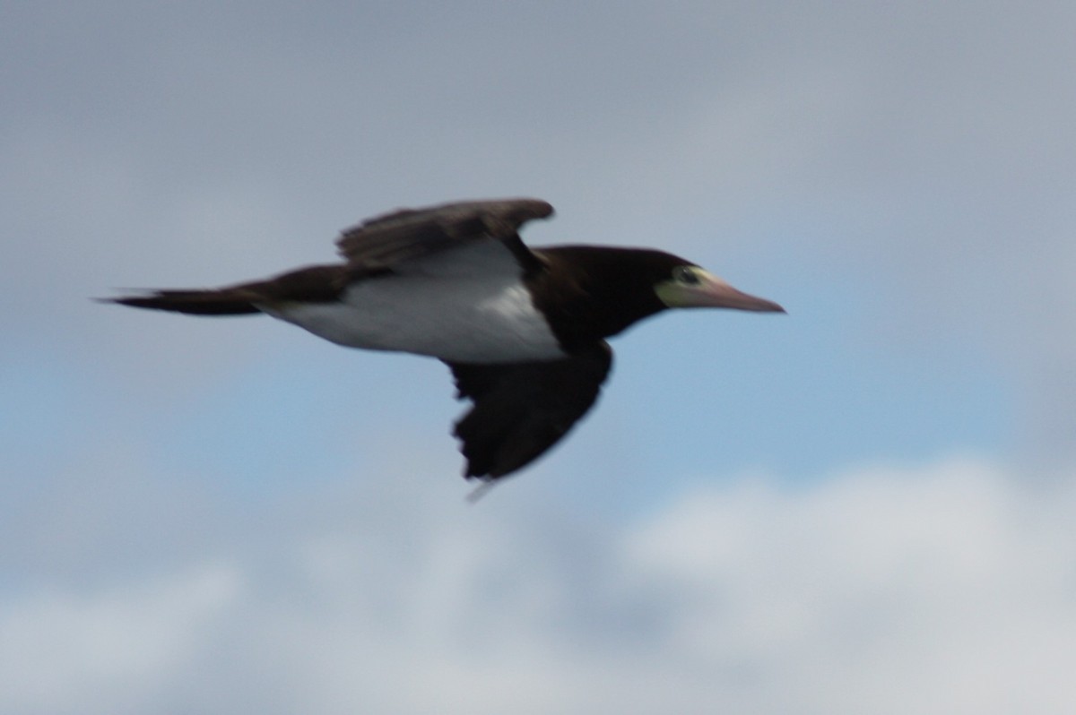 Brown Booby - ML643553175