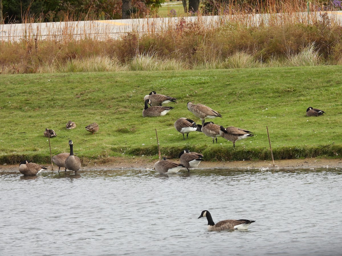 Cackling Goose - ML643553191