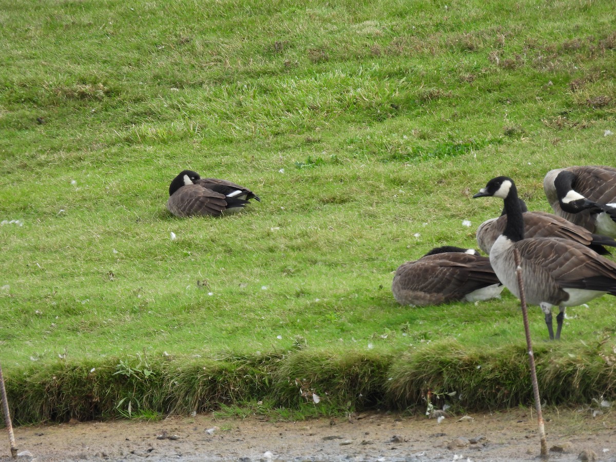 Cackling Goose - ML643553192