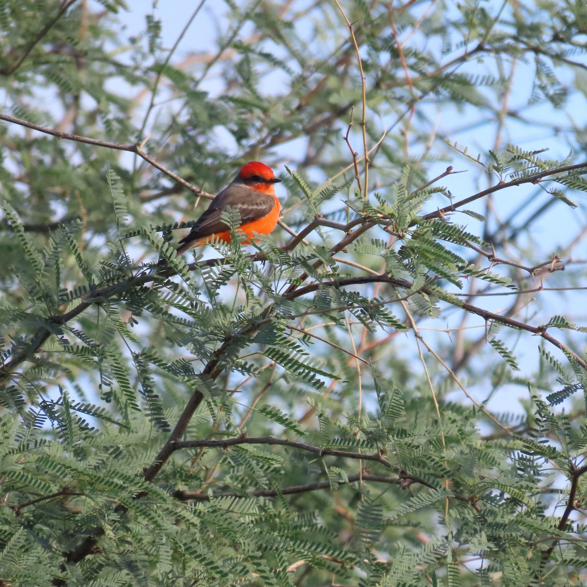 Vermilion Flycatcher - ML643553227