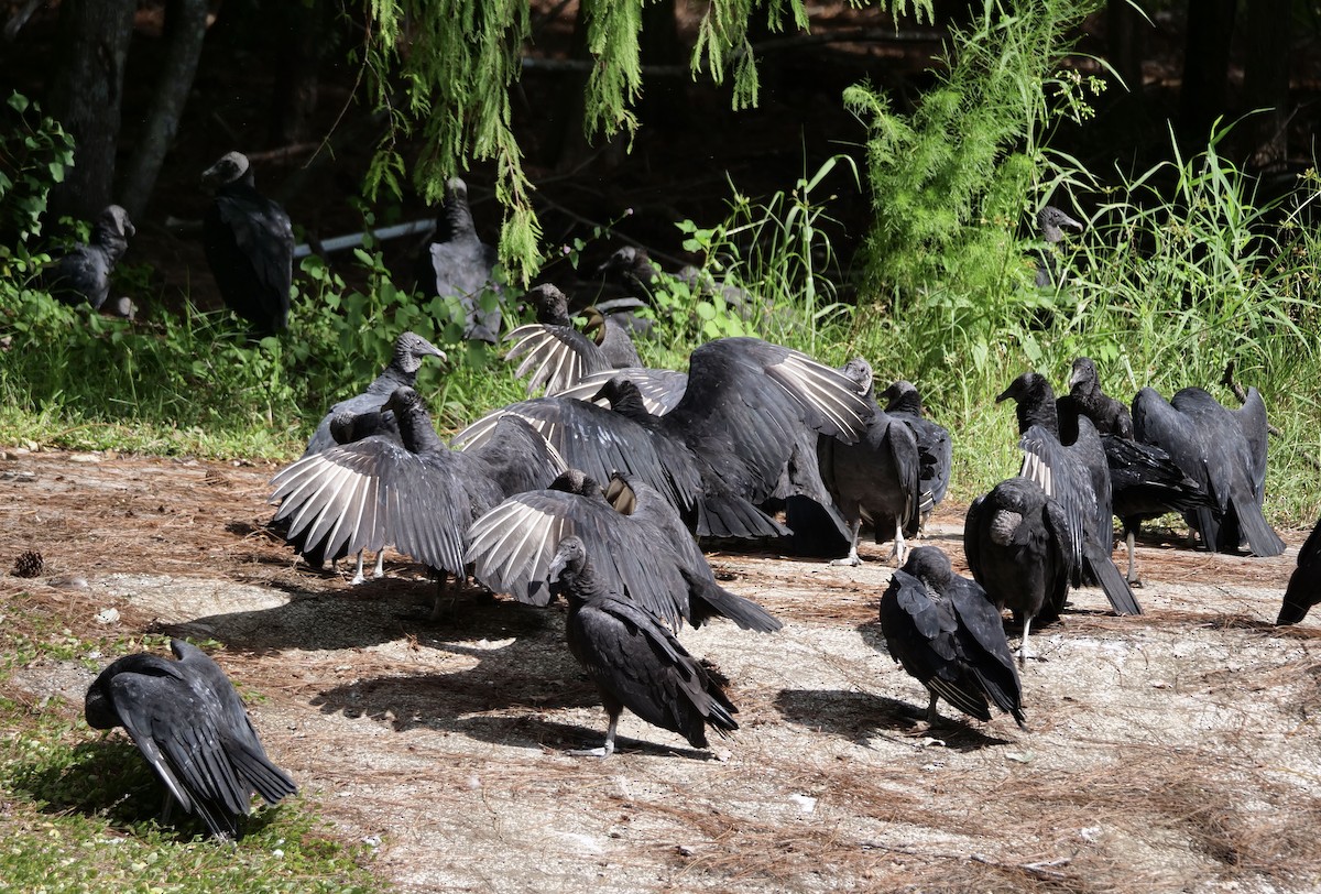 Black Vulture - ML643553233
