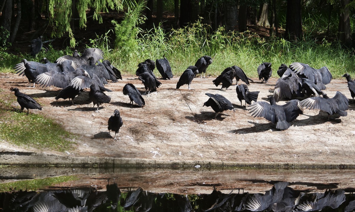 Black Vulture - ML643553234