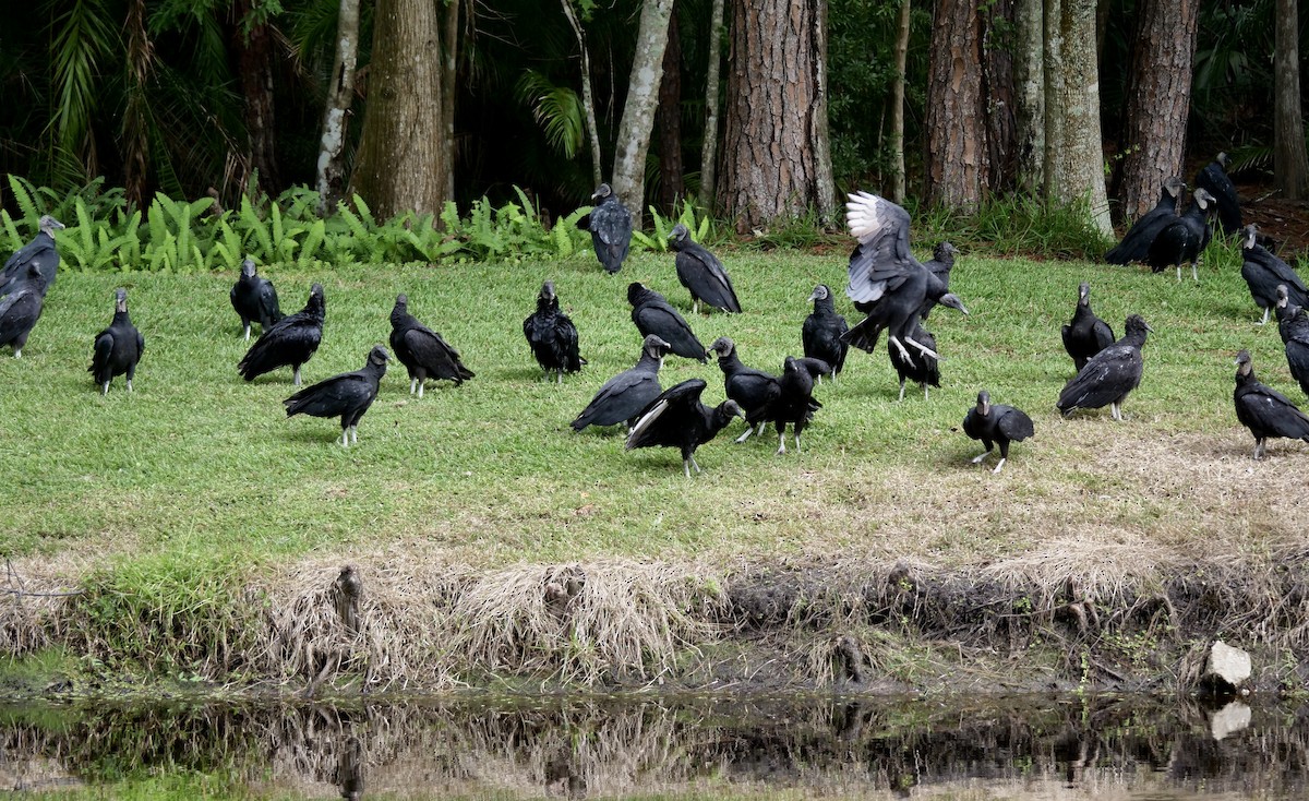 Black Vulture - ML643553235
