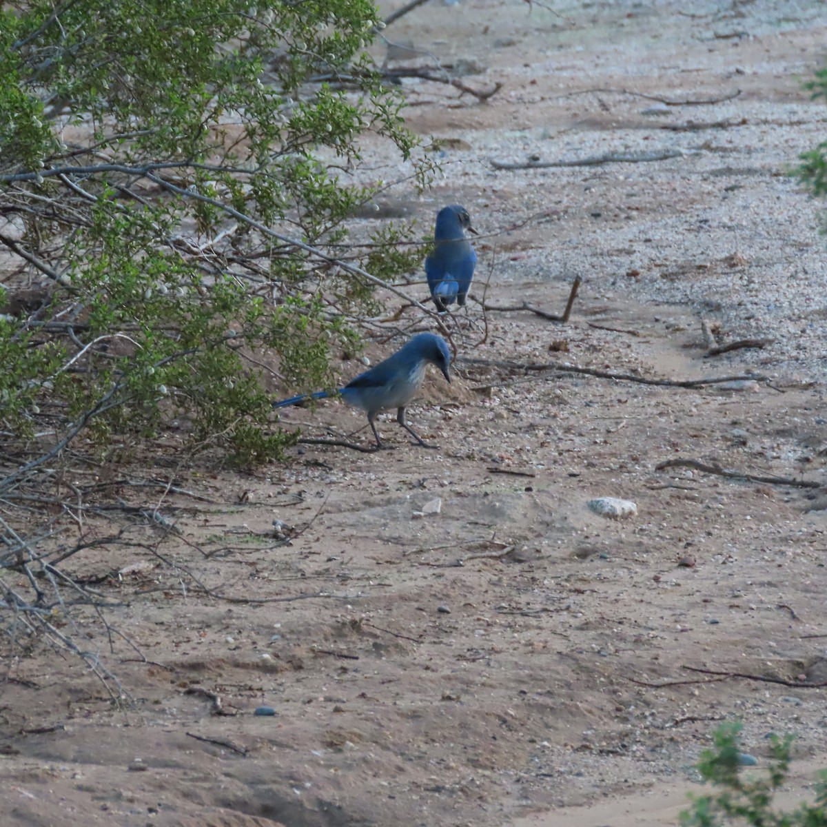 Woodhouse's Scrub-Jay - ML643553236