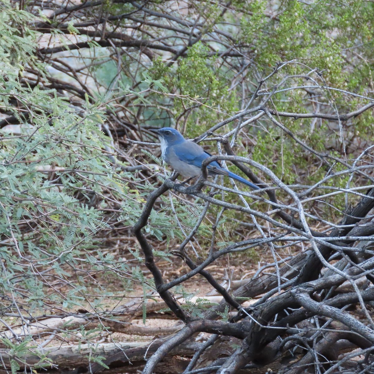 Woodhouse's Scrub-Jay - ML643553237