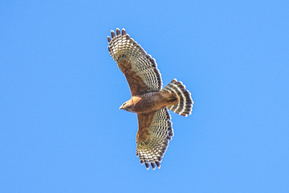 Red-shouldered Hawk - ML643553238