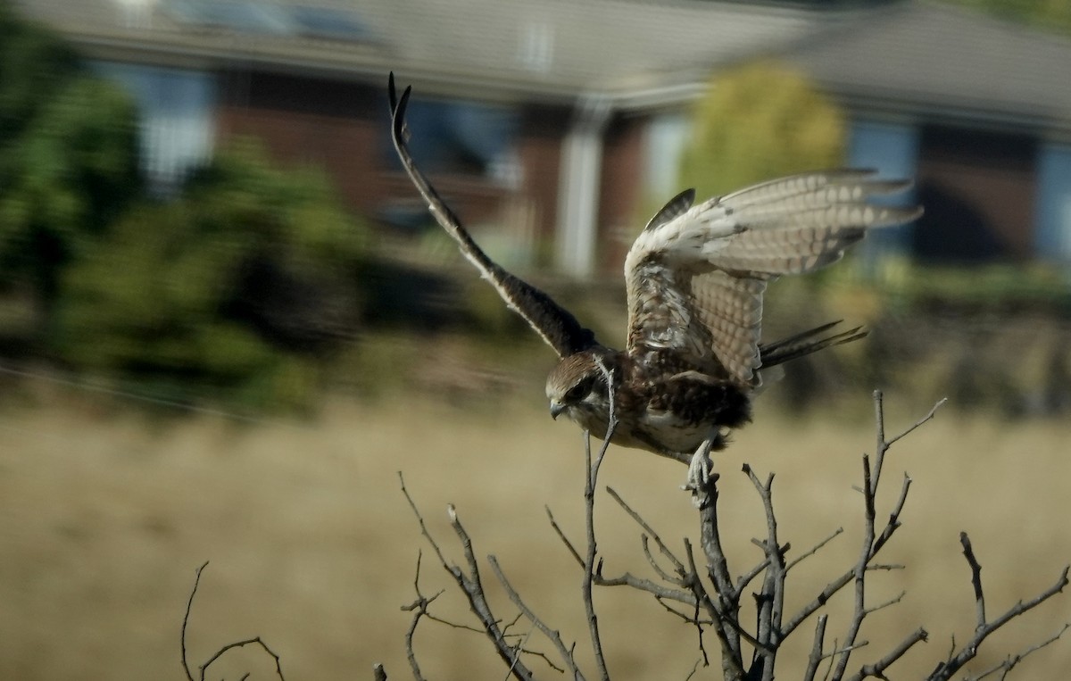 Brown Falcon - ML643553243