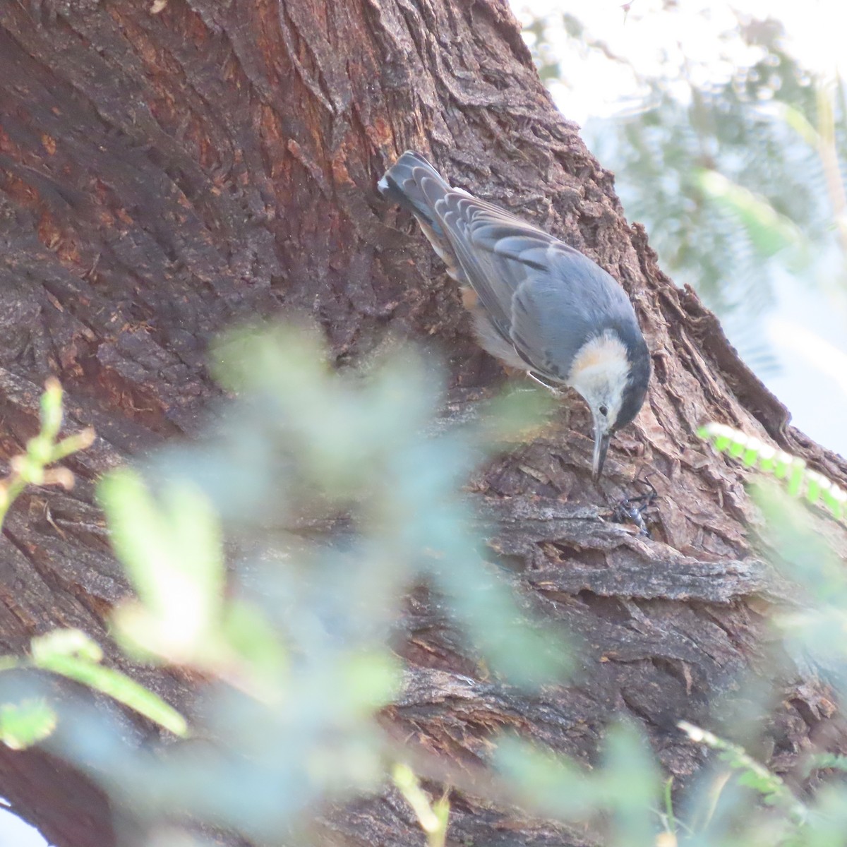 White-breasted Nuthatch - ML643553250