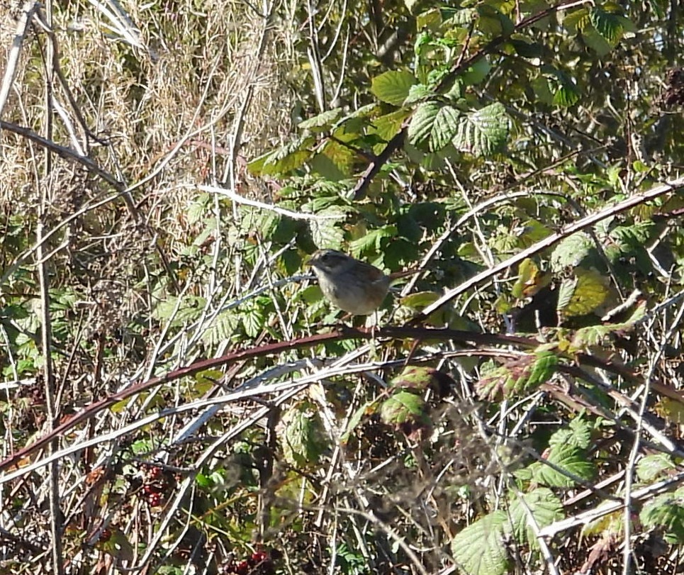 Swamp Sparrow - ML643553251
