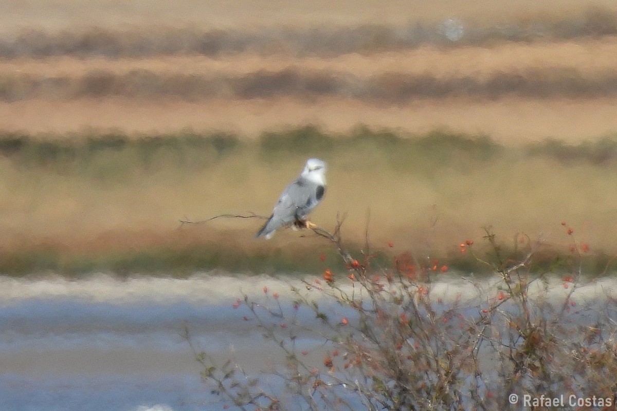 Black-winged Kite - ML643553256