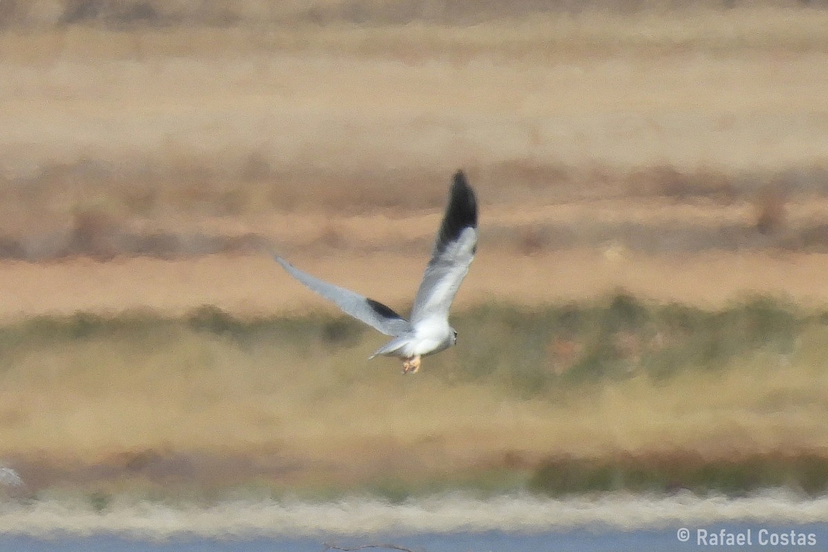Black-winged Kite - ML643553257