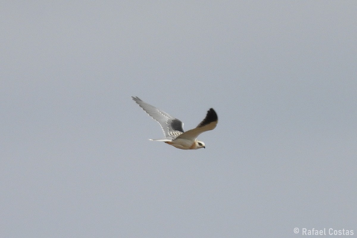 Black-winged Kite - ML643553258