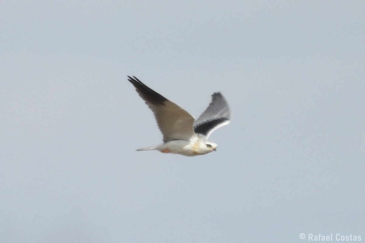 Black-winged Kite - ML643553260