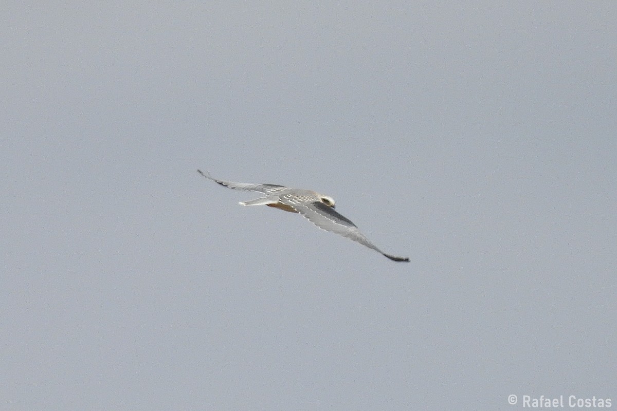 Black-winged Kite - ML643553261