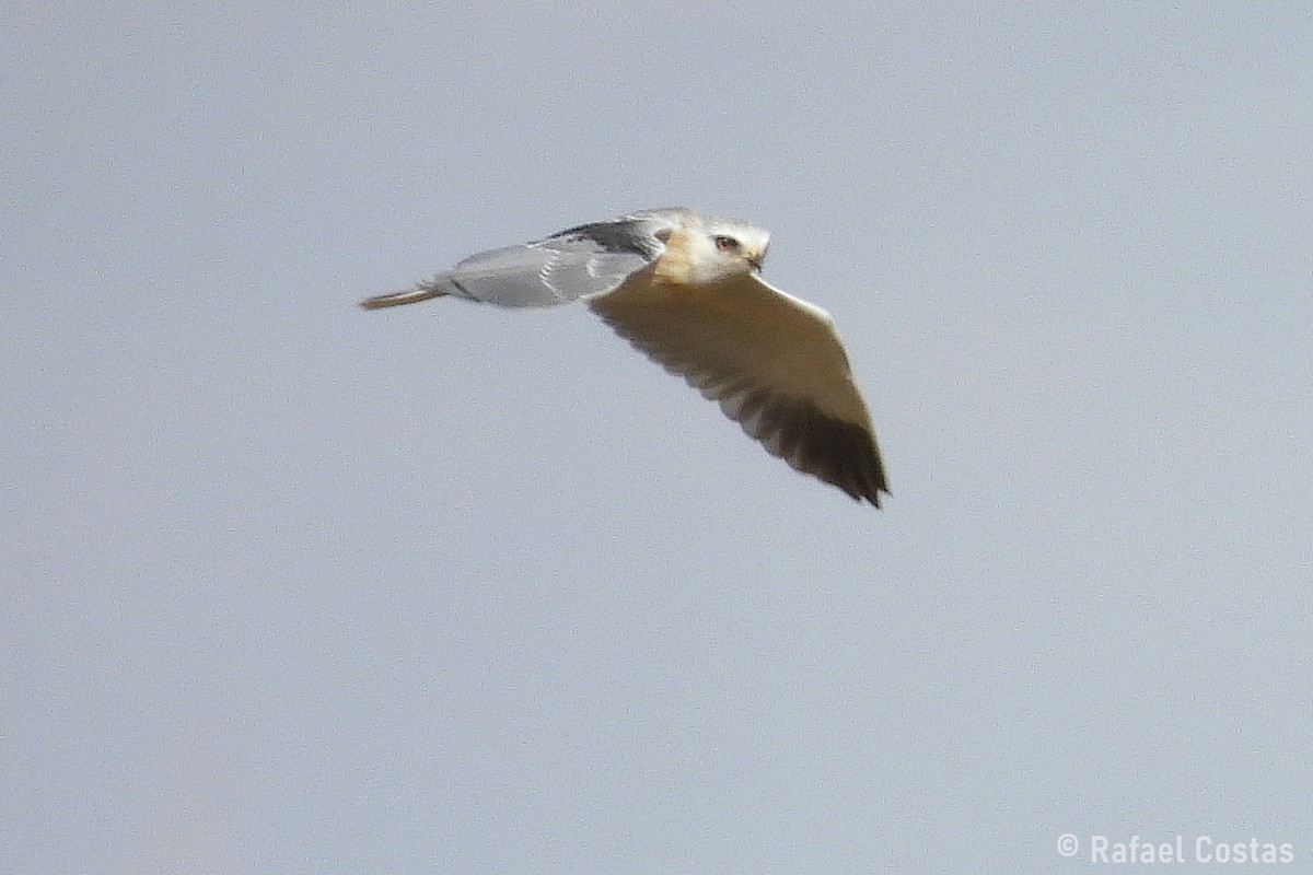 Black-winged Kite - ML643553262