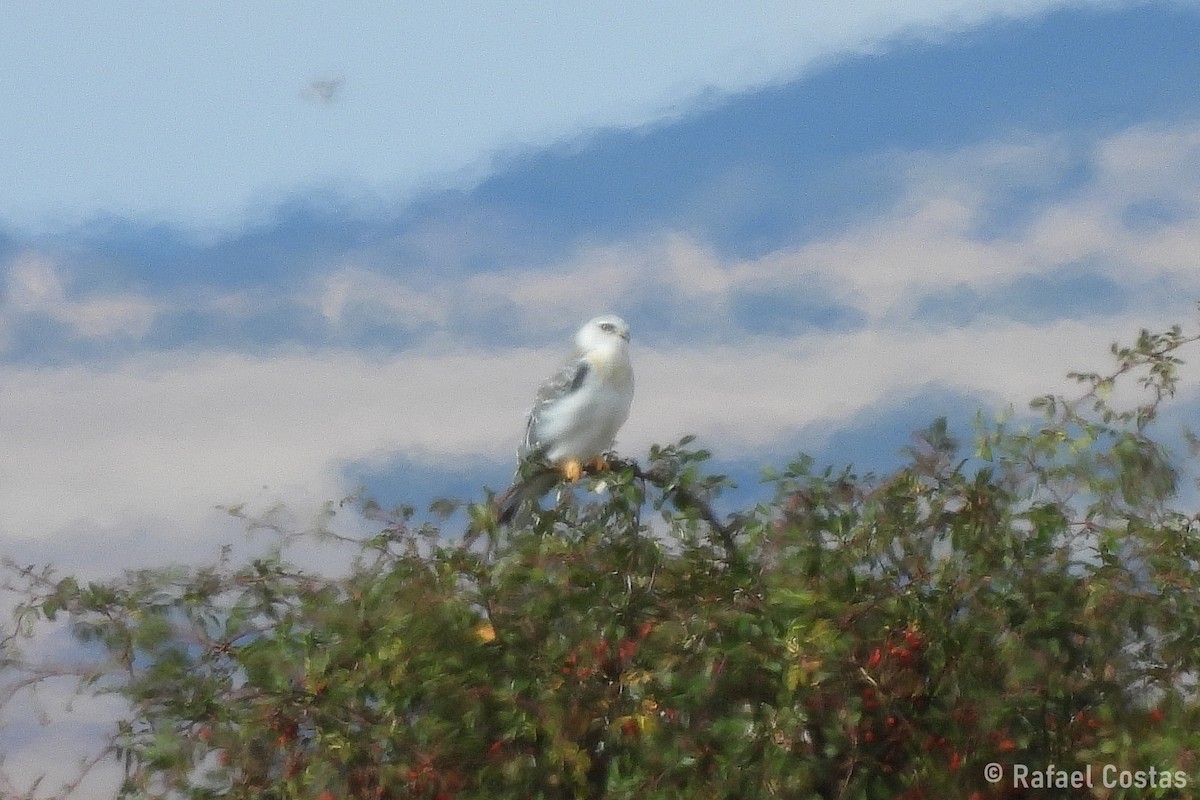Black-winged Kite - ML643553263