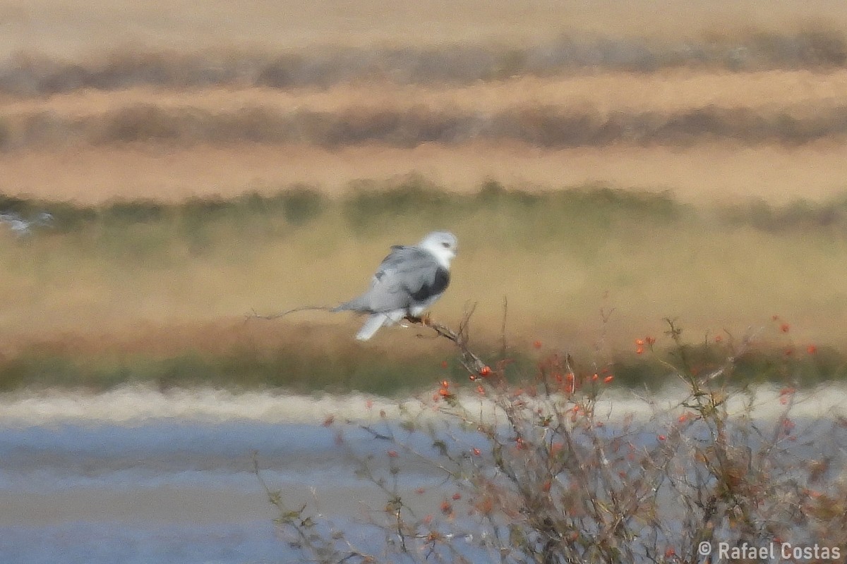 Black-winged Kite - ML643553264