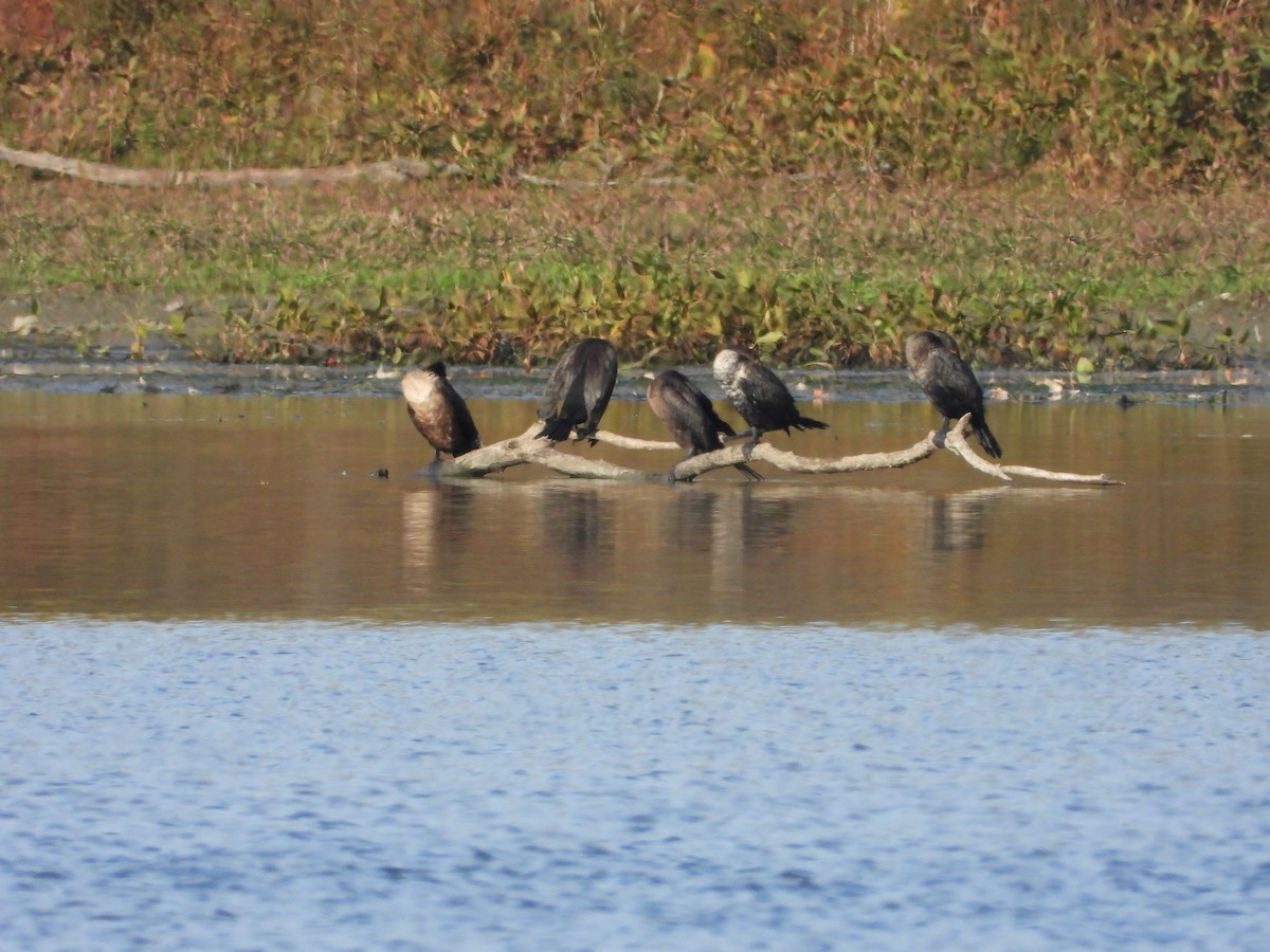 Double-crested Cormorant - ML643553266