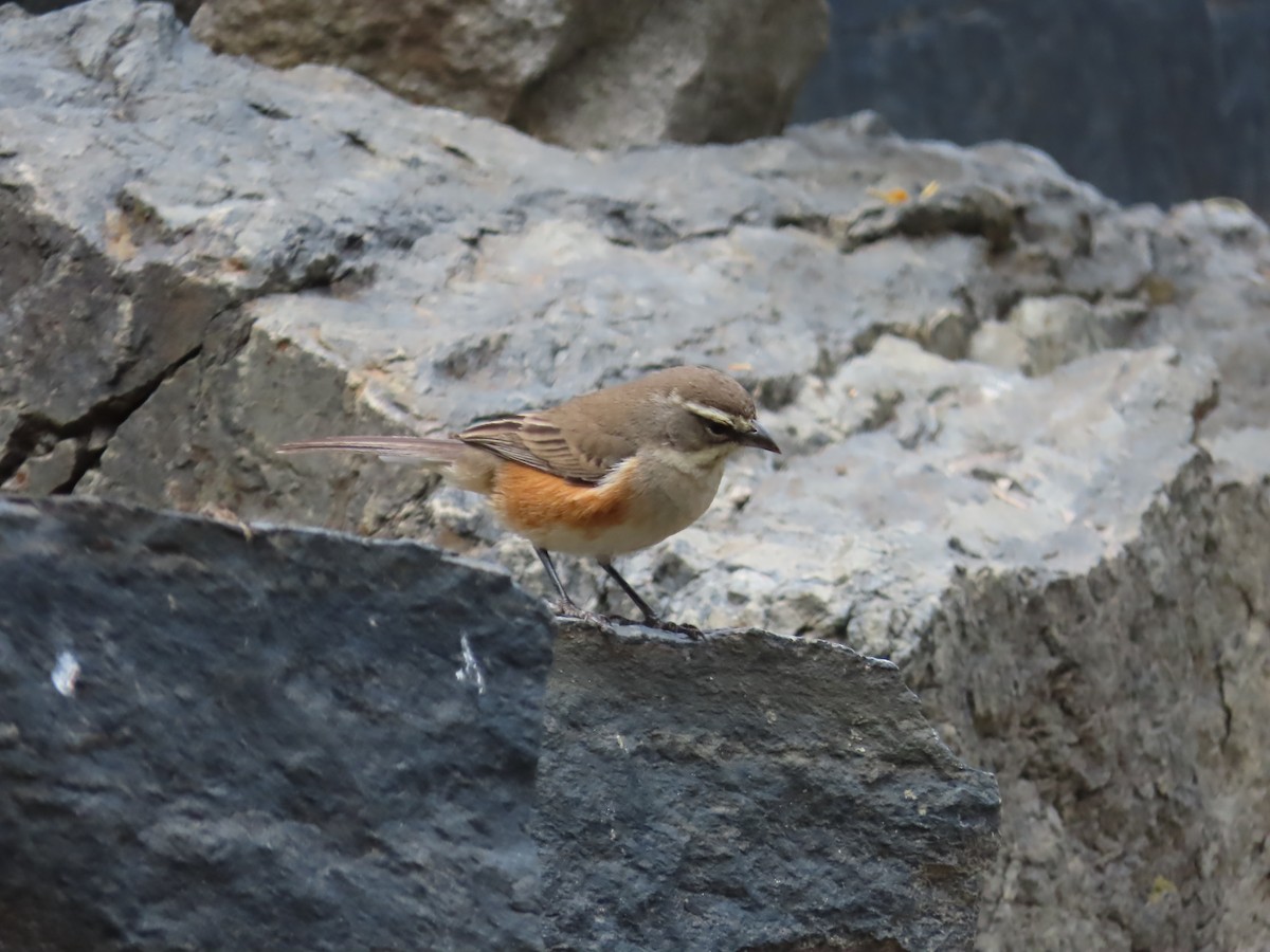 Monterita Pechigrís - ML643553277