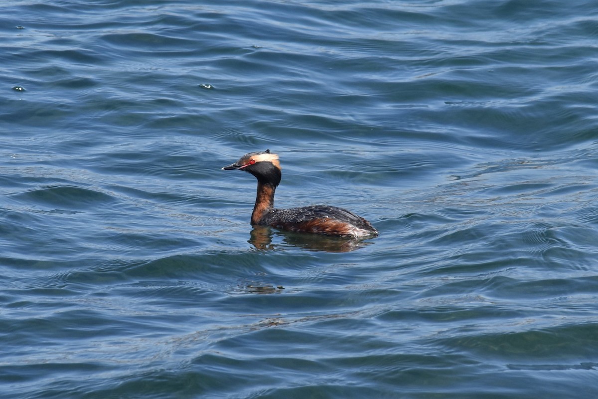 Horned Grebe - ML643553285