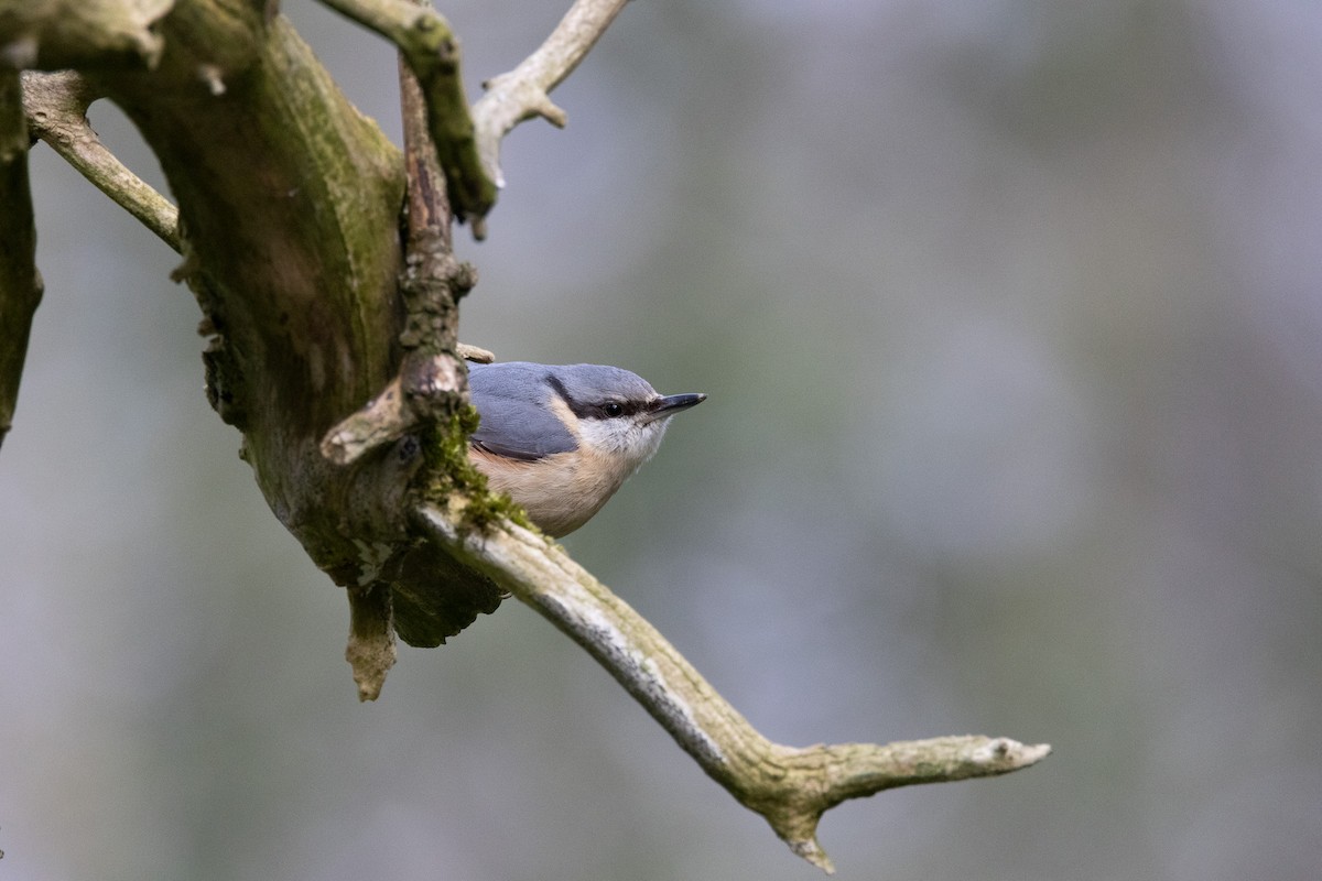 Garrapo eurasiarra - ML643553290