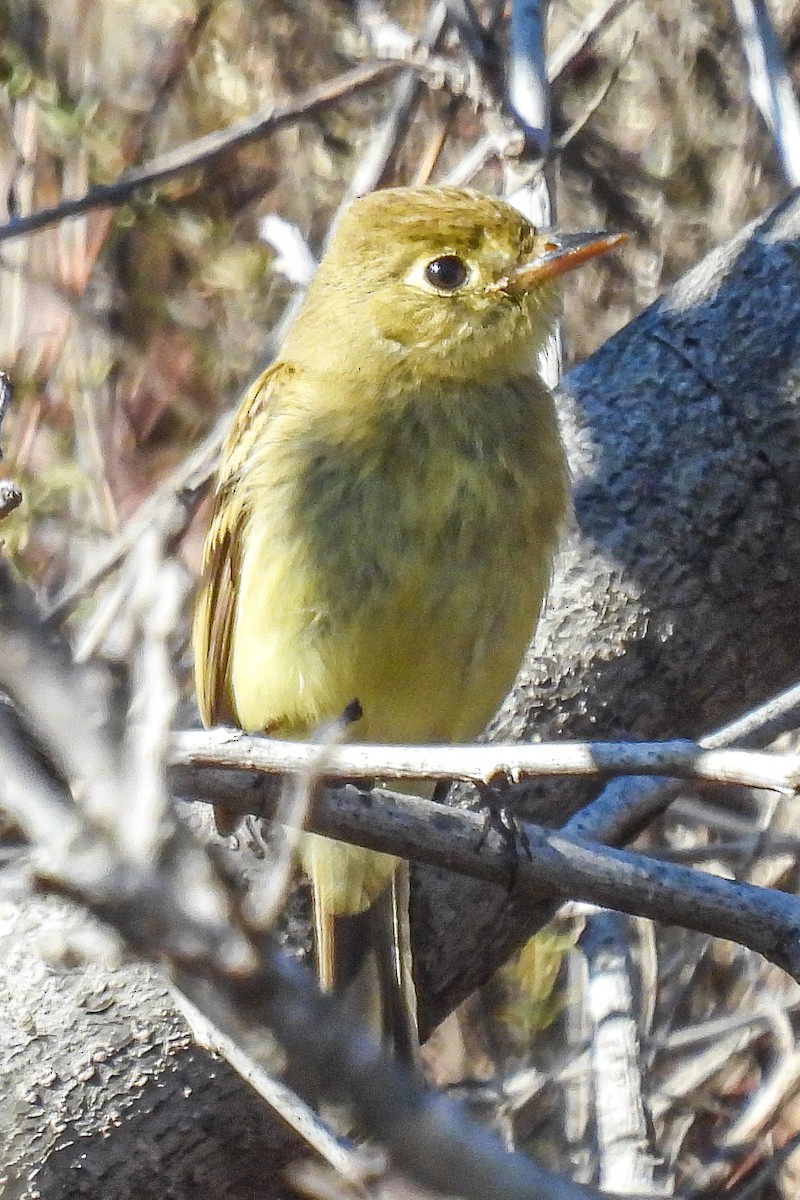 Western Flycatcher (Pacific-slope) - ML643553309