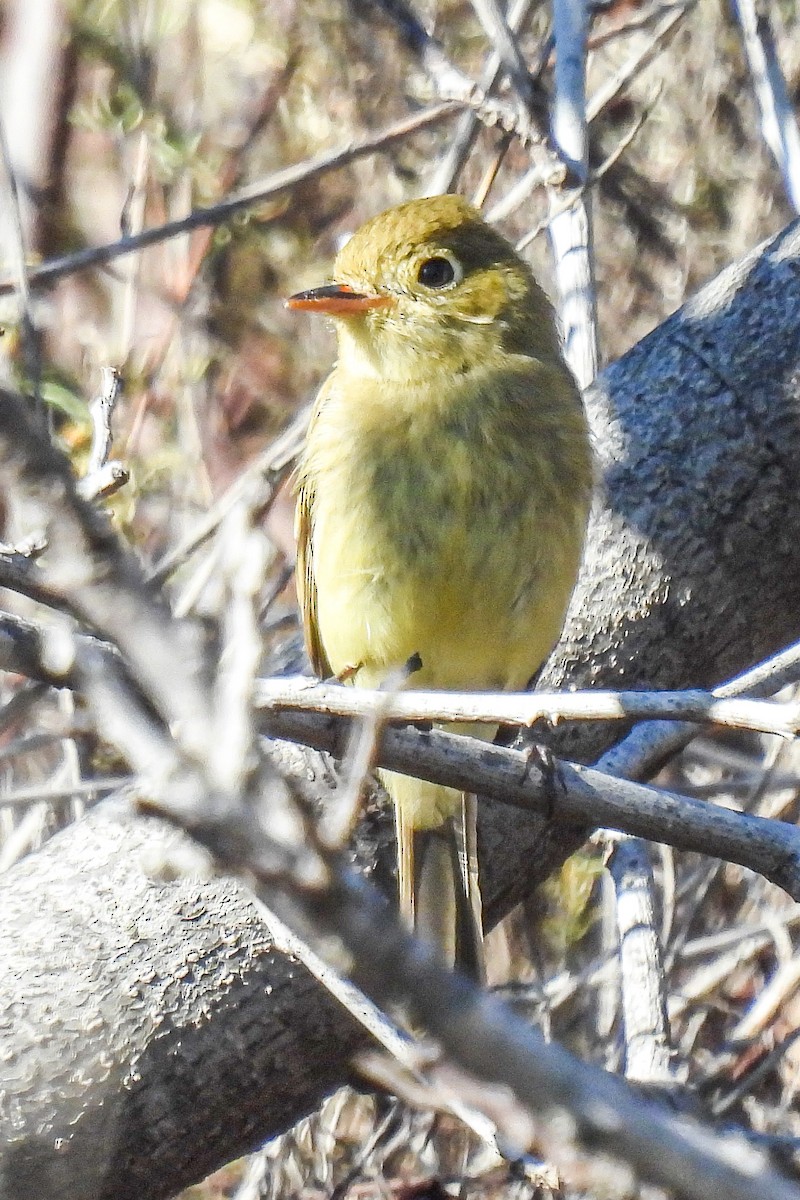 Western Flycatcher (Pacific-slope) - ML643553310