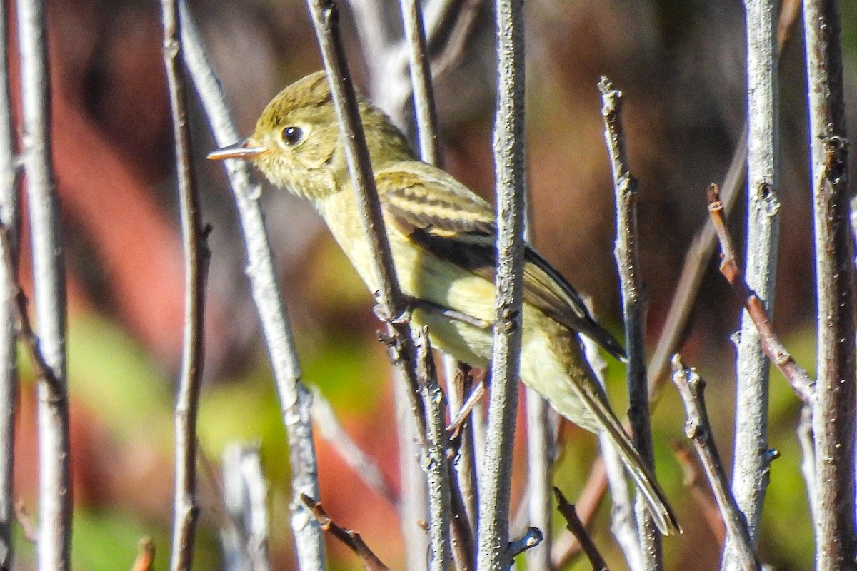 Western Flycatcher (Pacific-slope) - ML643553311