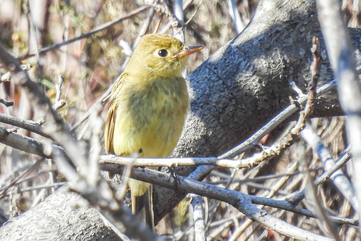 Western Flycatcher (Pacific-slope) - ML643553313