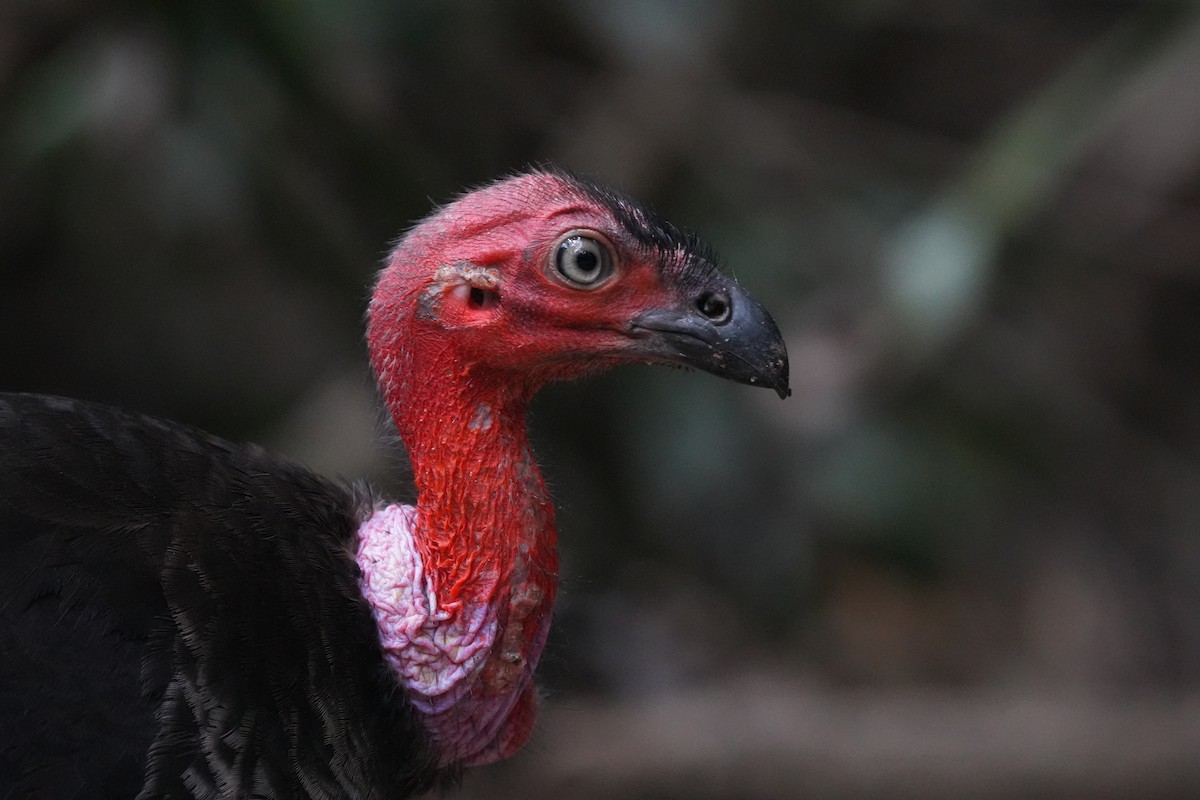 Australian Brushturkey - ML643553315